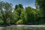 The Weir at Ibsley