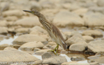 Indian Pond Heron.