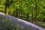 Bluebells near Pott Shrigley (1)