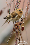 Lesser Redpole 100112 8