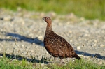 Red Grouse