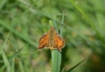 Large Skipper