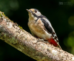 Great Spotted Woodpecker