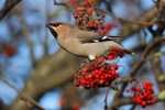 Waxwing