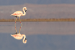 Chilean Flamingo reflection, Laguna Chaxas, Chile