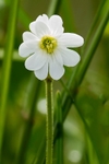 Flower 003