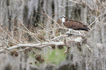 Osprey near Middleton's Fish Camp, Blue Cypress Lake, Florida