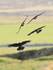 Four Choughs about to land near Ardnave on Islay