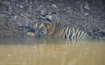 Big male tiger
