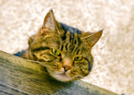 Cat domestic-9218