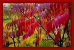Rhus typhina 3