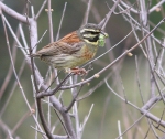 Cirl Bunting