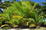 Palms on the beach