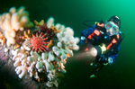 Diver observes reef 1