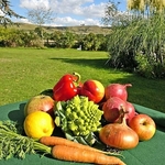 Harvest table 1