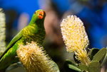 Scaly Breasted Lorikeet 2
