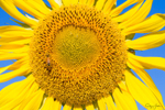 Sunflower Bee 8