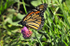 Monarch & Red Clover