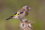 Goldfinch (juvenile) on Ashgrave at Otmoor