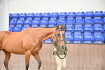Class 6 - BSHA In Hand Racehorse to Show Horse portfolio