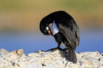 Rock Shag on boat jetty, Carcass Island, Falklands