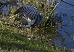 Birds 068