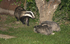 Badger  and young