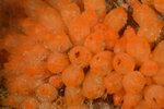 Stolonica socialis