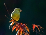 Greenfinch