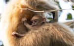 Golden Langur
