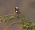 Mousiers Redstart
