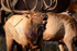 Bugling Herd Bull