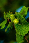 Hazel nuts-8591