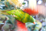Scaly Breasted Lorikeet 7