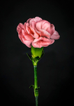 I'll be wearing a pink carnation ........