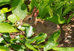 Wild Rabbit