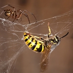 'David and Goliath'