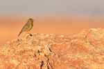 Greenish Yellow-Finch, Moon Valley, Atacama Desert, Chile