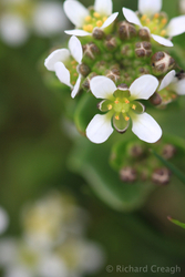 Scurvy Grass