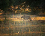 safari-152