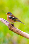 chaffinch Fringilla coelebs-3763