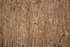 Bearded Tit
