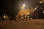 Urban fox, Bristol, Wildlife Photography_0029