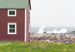 STAGE & ICE BERG - FOGO ISLAND