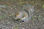 Grey Squirrel