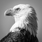 Profile in Courage