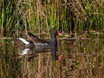Moorhen