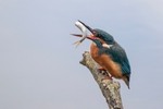 Kingfisher Alcedo Atthis021
