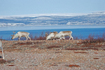 Reindeer