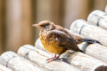 Blackbird Turdus merula-8458
